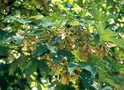 Arce real (Acer platanoides)