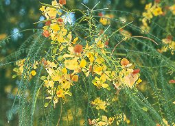 Espina de Jerusaln (Parkinsonia aculeata)