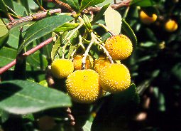 Madroo (Arbutus unedo)