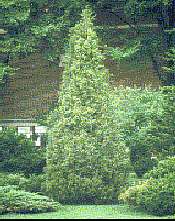 Enebro Chino (Juniperus chinensis)