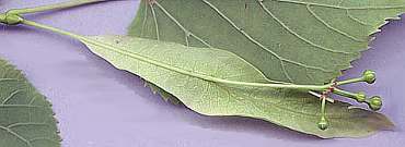 Tilo comn (Tilia x vulgaris)