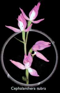 Cephalanthera rubra (Cephalanthera rubra)
