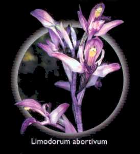 Limodorum abortivum (Limodorum abortivum)